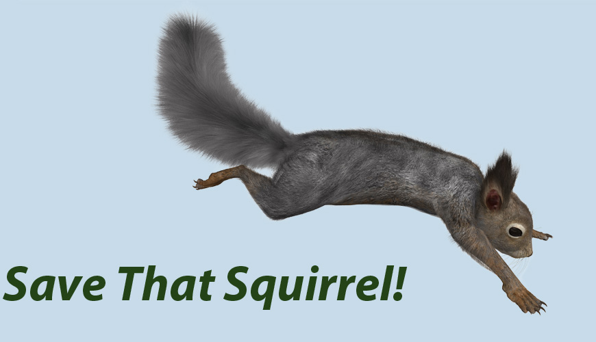 Save The Squirrel!